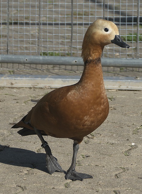 皇马本赛季